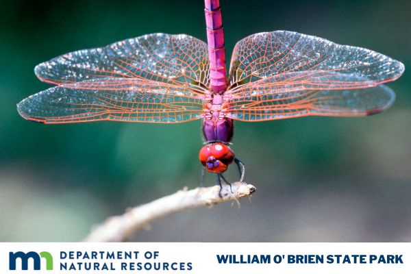 June 13 Natural Wonders Dragonflies