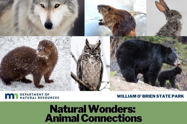 Animal Connections