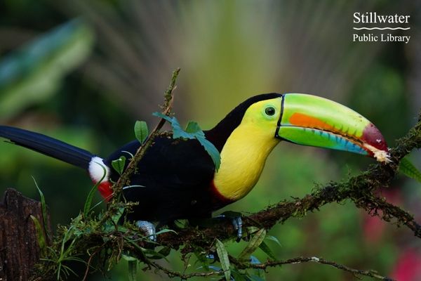 Rainforest Bird