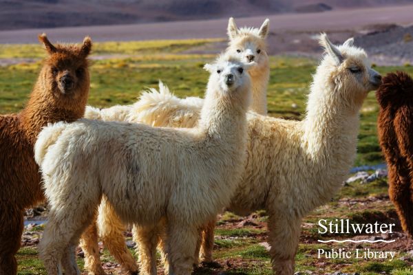 Llama Visit