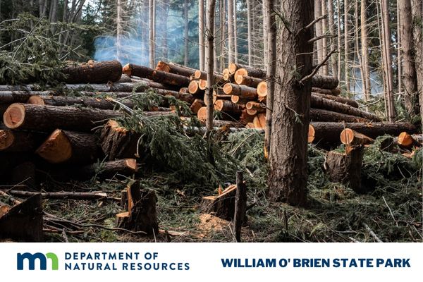 Logging