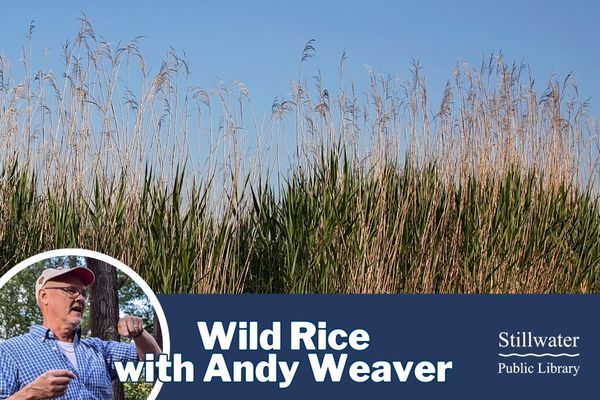 Nov 18 Wild Rice with Andy Weaver