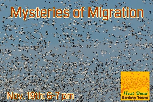 Nov 19 Mysteries of Migration