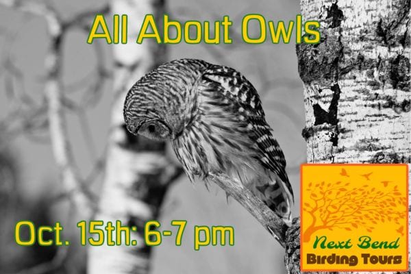 Oct 15 All About Owls