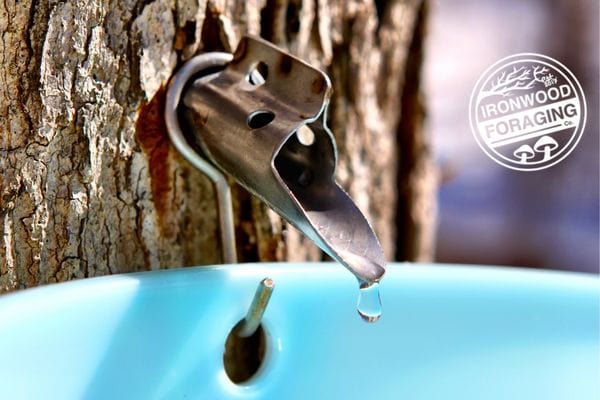 close-up of syrup tap on maple tree with blue bucket