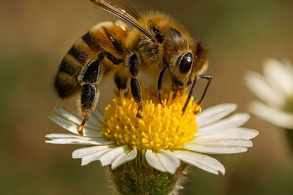 close-up of bee on a flower