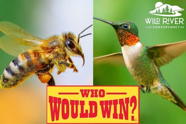 close-up of a bee and a hummingbird with the words Who Would Wind?