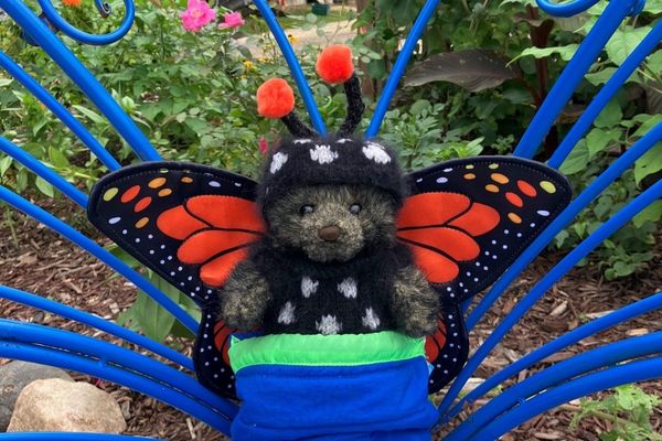 Puppet Baby Bear in a monarch costume sitting on a blue butterfly bench
