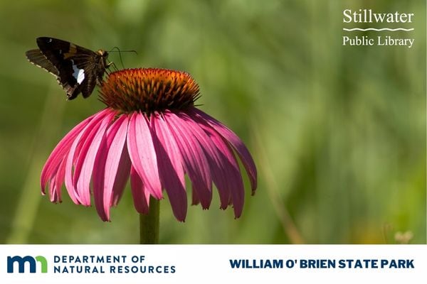 Cone Flower with Butterfly/Moth